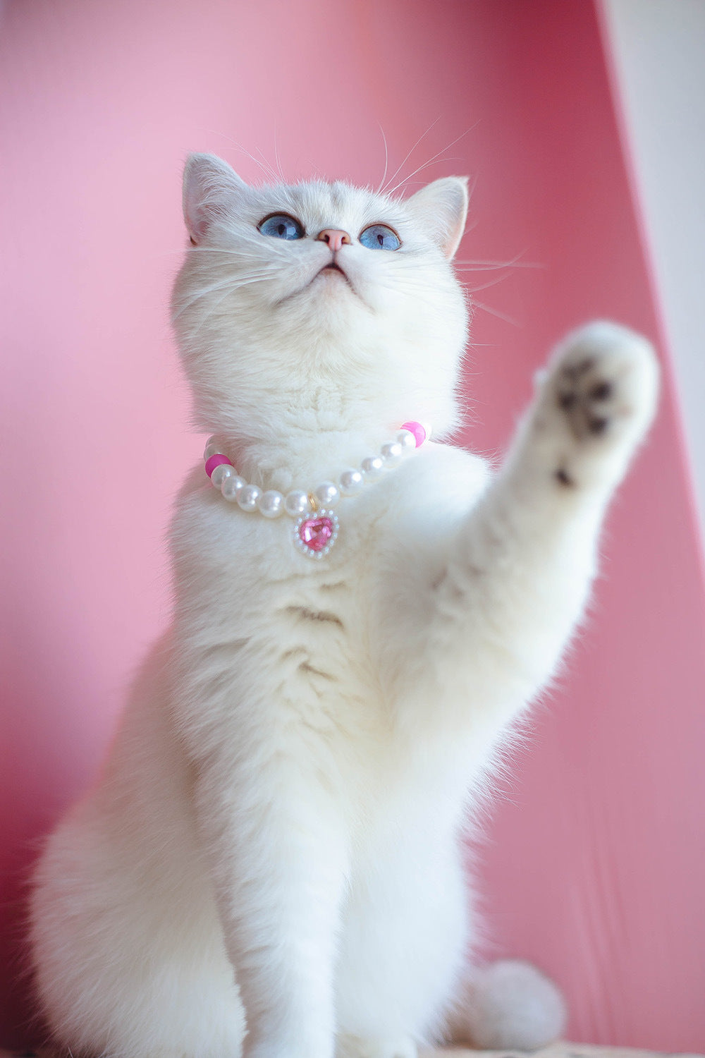 Collier pour Chat avec Perles et Petit Cœur
